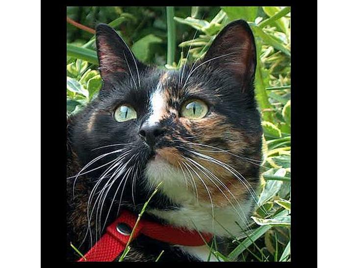 {{currentPhoto.altText}} billede {{currentPhoto.number}}