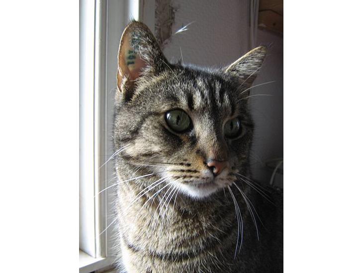 {{currentPhoto.altText}} billede {{currentPhoto.number}}