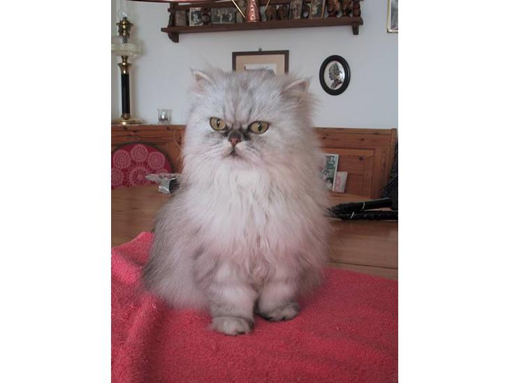 {{currentPhoto.altText}} billede {{currentPhoto.number}}