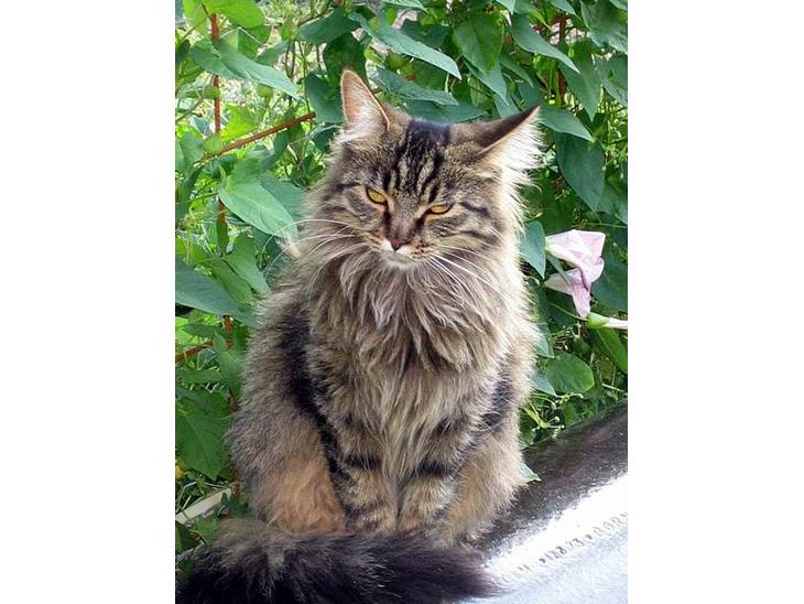 {{currentPhoto.altText}} billede {{currentPhoto.number}}