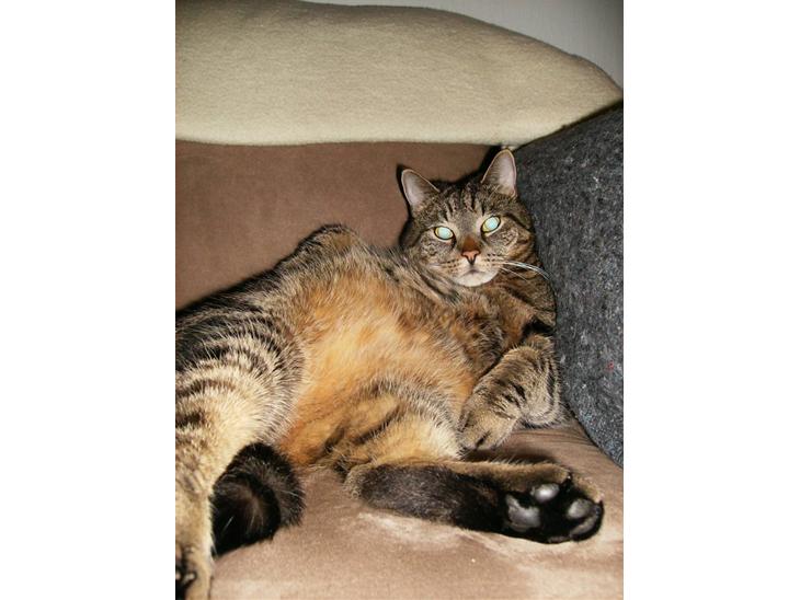 {{currentPhoto.altText}} billede {{currentPhoto.number}}