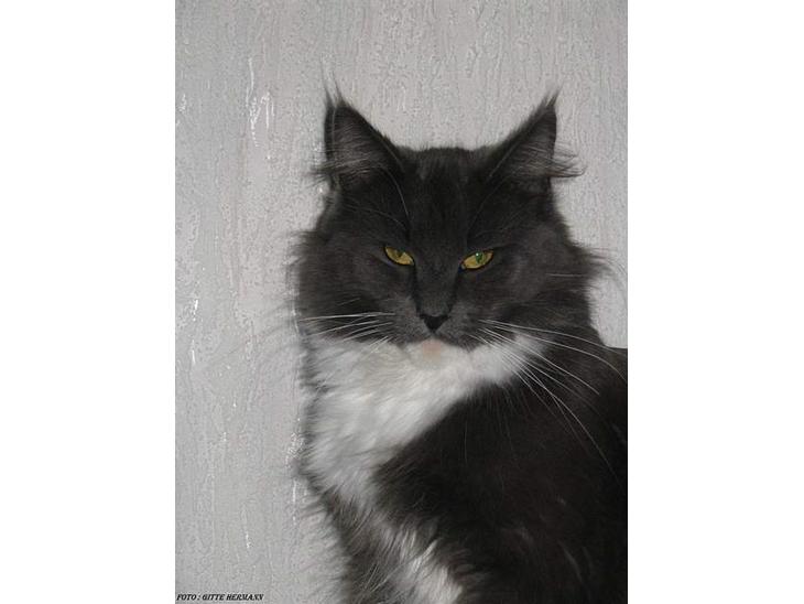 Maine Coon Chrisdahl's Dolly - Dolly er en meget fotogen kat, hun elsker opmærksomhed. billede 1
