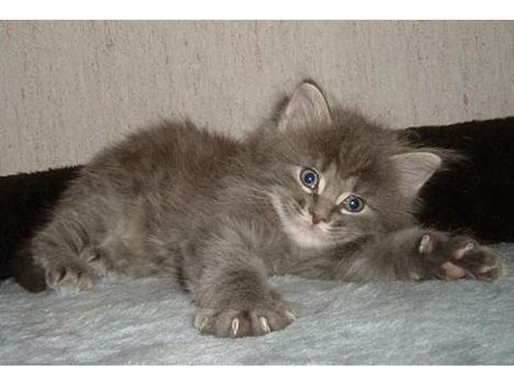 Maine Coon Sofus billede 1