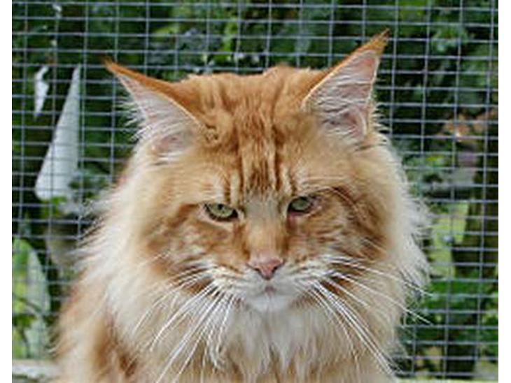 Maine Coon CountryCat`s Jason billede 1