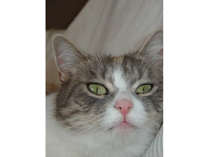 Blanding af racer Tove (missemor) - smukke. billede 1