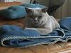 British Shorthair Smitty