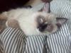 Ragdoll Teddy