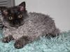 Selkirk Rex  Tzari Lay Down the Law
