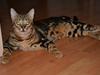 Bengal Big Fat Snake. Aka Blackie