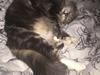 Maine Coon Perle (Himmelkat)