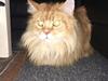 Maine Coon Rovdyret's Obelix kælenavn Peter