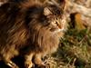 Blanding af racer Tiger (Bamse)