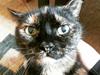 Blanding af racer Fortuna (R.I.P 01-05-17)