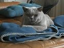 British Shorthair Smitty