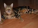 Bengal Big Fat Snake. Aka Blackie