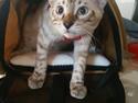 Bengal PrettyDiamond Nevada "Akio" *Himmelkat*