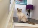 British Shorthair DK Visesbjerg's Asia. Til daglig Pinky