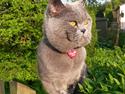 British Shorthair Toby (Voyager)
