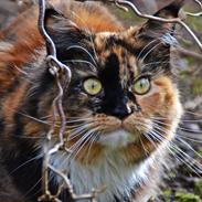 Maine Coon DK Nimrodel's Tauriel