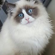 Ragdoll Balou 