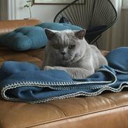 British Shorthair Smitty