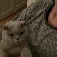 British Shorthair Smitty