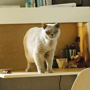 British Shorthair Smitty