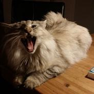 Norsk Skovkat DK Silverleaf Alice Cullen