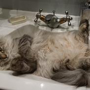 Norsk Skovkat DK Silverleaf Alice Cullen