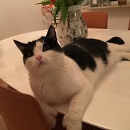 Blanding af racer Pingo