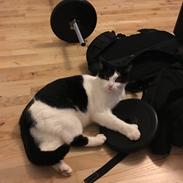 Blanding af racer Pingo