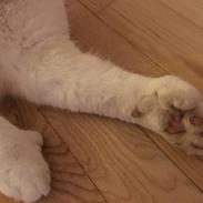 Blanding af racer Pingo