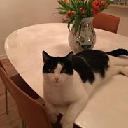 Blanding af racer Pingo