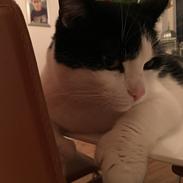 Blanding af racer Pingo