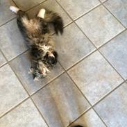 Norsk Skovkat Shadow