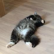 Norsk Skovkat Shadow