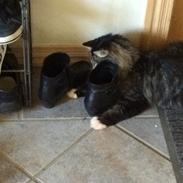 Norsk Skovkat Shadow