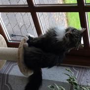 Norsk Skovkat Shadow