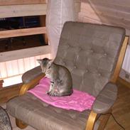 Orientaler Sphinx al—paco