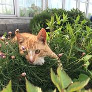 Huskat Don Don (Run'Don)