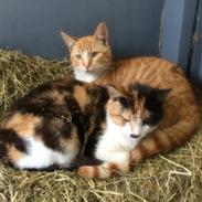 Huskat Don Don (Run'Don)