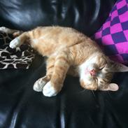 Huskat Don Don (Run'Don)