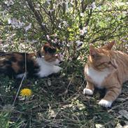 Huskat Don Don (Run'Don)