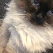 Blanding af racer Dinna