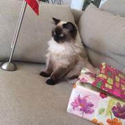 Blanding af racer Dinna