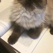 Blanding af racer Dinna