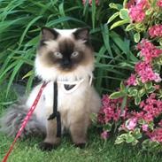 Blanding af racer Dinna