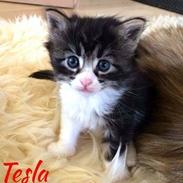 Maine Coon Tesla