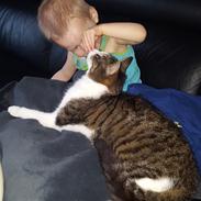 Blanding af racer Smølf