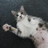 Huskat Mini